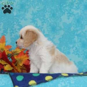 Apple, Cavachon Puppy